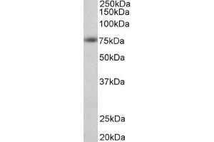 ABIN6391362 (1µg/ml) staining of Human Cerebral Cortex lysate (35µg protein in RIPA buffer). (APP Antikörper  (AA 1-16))