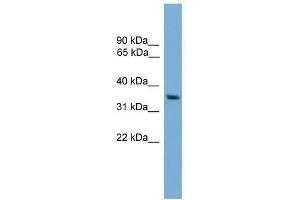 RAD51L1 antibody used at 0. (RAD51 Homolog B Antikörper  (Middle Region))