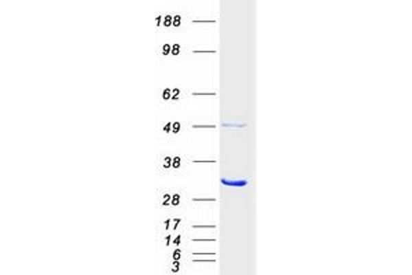 PSMC5 Protein (Myc-DYKDDDDK Tag)