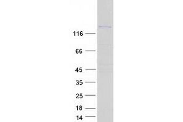 ARAP3 Protein (Myc-DYKDDDDK Tag)