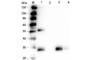 Western Blot of Anti-Rat IgG F(ab')2 (RABBIT) Antibody . (Kaninchen anti-Ratte IgG (F(ab')2 Region) Antikörper (Texas Red (TR)) - Preadsorbed)