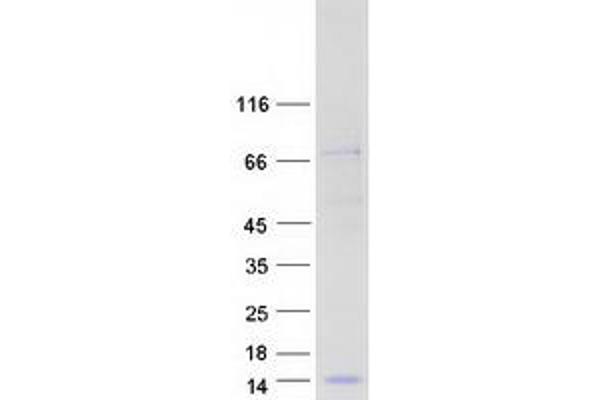 PLAC9 Protein (Myc-DYKDDDDK Tag)