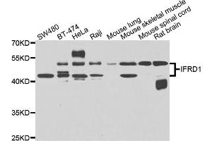 Western blot analysis of extracts of various cell lines, using IFRD1 antibody (ABIN5975534) at 1/1000 dilution. (IFRD1 Antikörper)