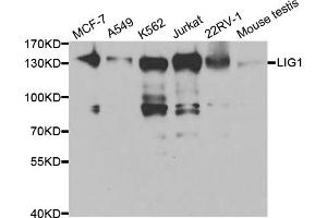 Western blot analysis of extracts of various cell lines, using LIG1 antibody. (LIG1 Antikörper)