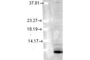 Image no. 1 for anti-Ubiquitin (Ubiquitin) antibody (ABIN1502295) (Ubiquitin Antikörper)