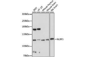 Western blot analysis of extracts of various cell lines, using NLRP3 antibody (ABIN1876853) at 1:1000 dilution. (NLRP3 Antikörper)