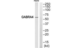 Western blot analysis of extracts from HepG2 cells, using gABRA4 antibody. (GABRA4 Antikörper  (Internal Region))