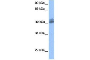 LOC653135 antibody used at 0. (LOC653135 Antikörper  (Middle Region))