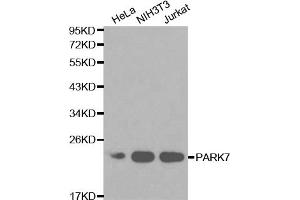 Western blot analysis of extracts of various cell lines, using PARK7 antibody. (PARK7/DJ1 Antikörper)