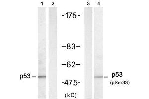 Western blot analysis of extracts from HT-29 cells untreated or treated with UV (20min), using p53 (Ab-33) antibody (E021088, Lane 1 and 2) and p53 (phospho-Ser33) antibody (E011097, Lane 3 and 4). (p53 Antikörper)