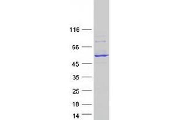 CYP2C18 Protein (Transcript Variant 1) (Myc-DYKDDDDK Tag)