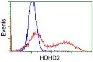 Flow Cytometry (FACS) image for anti-Haloacid Dehalogenase-Like Hydrolase Domain Containing 2 (HDHD2) antibody (ABIN1498627) (HDHD2 Antikörper)