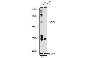 Western blot analysis of extracts from normal (control) and G knockout (KO) 293T cells, using G antibody (ABIN6129535, ABIN6140973, ABIN6140974 and ABIN6218721) at 1:1000 dilution. (GATA3 Antikörper  (AA 1-260))