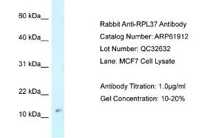 Western Blotting (WB) image for anti-Ribosomal Protein L37 (RPL37) (Middle Region) antibody (ABIN786514) (RPL37 Antikörper  (Middle Region))