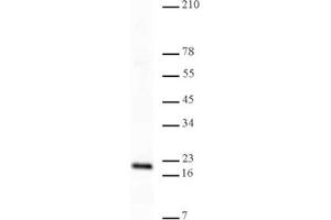 Western Blotting (WB) image for anti-Histone 3 (H3) (H3K4me3) antibody (ABIN577703) (Histone 3 Antikörper  (H3K4me3))