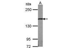Image no. 1 for anti-Autism Susceptibility Candidate 2 (AUTS2) (AA 524-770) antibody (ABIN467523) (AUTS2 Antikörper  (AA 524-770))