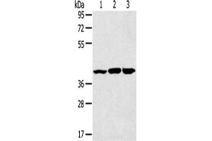 Western Blotting (WB) image for anti-Mitogen-Activated Protein Kinase 9 (MAPK9) antibody (ABIN2431550) (JNK2 Antikörper)