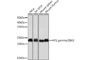 Western blot analysis of extracts of various cell lines, using HP1 gamma/CBX3 Rabbit mAb (ABIN1679484, ABIN3018775, ABIN3018776 and ABIN7101659) at 1:1000 dilution. (CBX3 Antikörper)