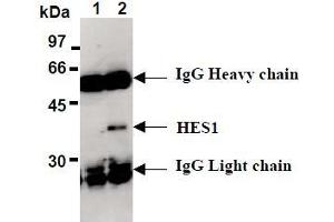 Western Blotting (WB) image for anti-ES1 Protein Homolog (AA 1-281), (full length), (N-Term) antibody (ABIN1449175) (ES1 Protein Homolog (AA 1-281), (full length), (N-Term) Antikörper)