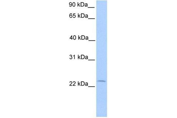 Chromosome 5 Open Reading Frame 39 (C5orf39) (N-Term) Antikörper