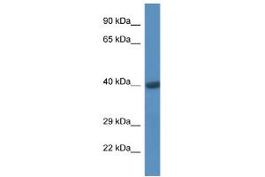 WB Suggested Anti-CD44 Antibody Titration: 1. (CD44 Antikörper  (C-Term))