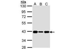 Image no. 1 for anti-Cyclin-Dependent Kinase 7 (CDK7) (AA 1-311) antibody (ABIN467558) (CDK7 Antikörper  (AA 1-311))