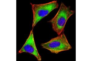 Immunofluorescent analysis of 4 % paraformaldehyde-fixed, 0. (EIF2AK2 Antikörper  (AA 1-250))