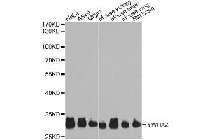 Western blot analysis of extracts of various cell lines, using YWHAZ Antibody. (14-3-3 zeta Antikörper)