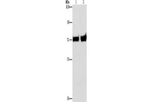 Western Blotting (WB) image for anti-phosphoenolpyruvate Carboxykinase 1 (Soluble) (PCK1) antibody (ABIN2434211) (PCK1 Antikörper)