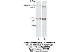 Image no. 1 for anti-Nestin (NES) (AA 1464-1614) antibody (ABIN363471) (Nestin Antikörper  (AA 1464-1614))