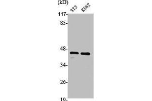 Western Blot analysis of NIH-3T3 K562 cells using PKA Iα reg Polyclonal Antibody (PRKAR1A Antikörper  (C-Term))