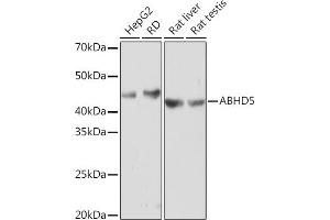 Western blot analysis of extracts of various cell lines, using  Rabbit mAb (ABIN7265357) at 1:1000 dilution. (ABHD5 Antikörper)