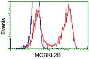 Flow Cytometry (FACS) image for anti-MOB Kinase Activator 3B (MOB3B) antibody (ABIN1499534) (MOBKL2B Antikörper)