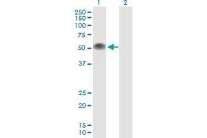 Western Blot analysis of TP53 expression in transfected 293T cell line by TP53 MaxPab polyclonal antibody. (p53 Antikörper  (AA 1-393))