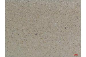 Immunohistochemistry (IHC) analysis of paraffin-embedded Mouse Brain Tissue using KCNK4 (TRAAK) Rabbit Polyclonal Antibody diluted at 1:200. (KCNK4 Antikörper)