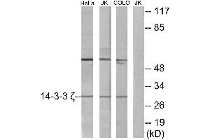 Western blot analysis of extracts from HeLa cells, Jurkat cells and COLO cells, using 14-3-3 ζ antibody. (14-3-3 zeta Antikörper)