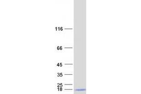 NDUFA7 Protein (Myc-DYKDDDDK Tag)