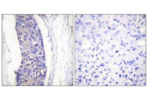 Immunohistochemistry (IHC) image for anti-alpha Tubulin (TUBA1) (C-Term) antibody (ABIN1848864) (alpha Tubulin Antikörper  (C-Term))