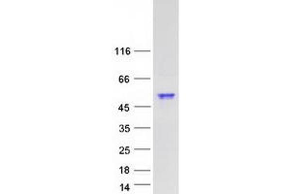 SYT6 Protein (Myc-DYKDDDDK Tag)