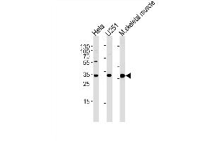 POLR2C Antibody (C-term) (ABIN1881670 and ABIN2843632) western blot analysis in Hela, cell line and mouse skeletal muscle tissue lysates (35 μg/lane). (POLR2C Antikörper  (C-Term))
