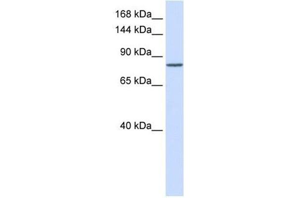 PCDHAC1 Antikörper  (N-Term)