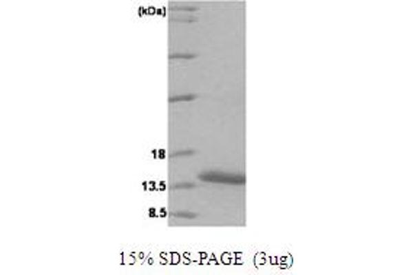 VAMP1 Protein (AA 1-91) (His tag)