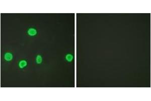 Immunofluorescence (IF) image for anti-Histone 3 (H3) (H3K18ac) antibody (ABIN2879163) (Histone 3 Antikörper  (H3K18ac))