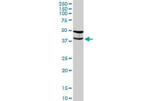 TMOD2 MaxPab rabbit polyclonal antibody. (TMOD2 Antikörper  (AA 1-351))