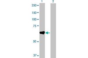 Western Blot analysis of GAD2 expression in transfected 293T cell line by GAD2 MaxPab polyclonal antibody. (GAD65 Antikörper  (AA 1-585))