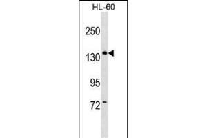 PWP2 Antibody (Center) (ABIN1538500 and ABIN2849062) western blot analysis in HL-60 cell line lysates (35 μg/lane). (PWP2 Antikörper  (AA 567-596))