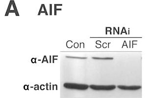 Western Blotting (WB) image for anti-Actin, beta (ACTB) (AA 350-375) antibody (ABIN129657)