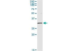 Immunoprecipitation of OLIG1 transfected lysate using anti-OLIG1 monoclonal antibody and Protein A Magnetic Bead , and immunoblotted with OLIG1 MaxPab rabbit polyclonal antibody. (OLIG1 Antikörper  (AA 80-159))