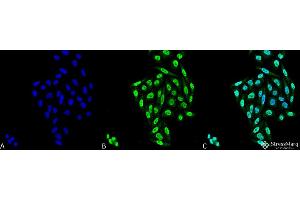 Immunocytochemistry/Immunofluorescence analysis using Mouse Anti-PP5 Monoclonal Antibody, Clone 12F7 . (PP5 Antikörper  (Atto 488))