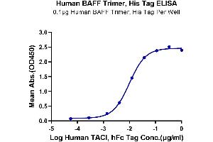 ELISA image for Tumor Necrosis Factor (Ligand) Superfamily, Member 13b (TNFSF13B) (Trimer) protein (His-DYKDDDDK Tag) (ABIN7273911)